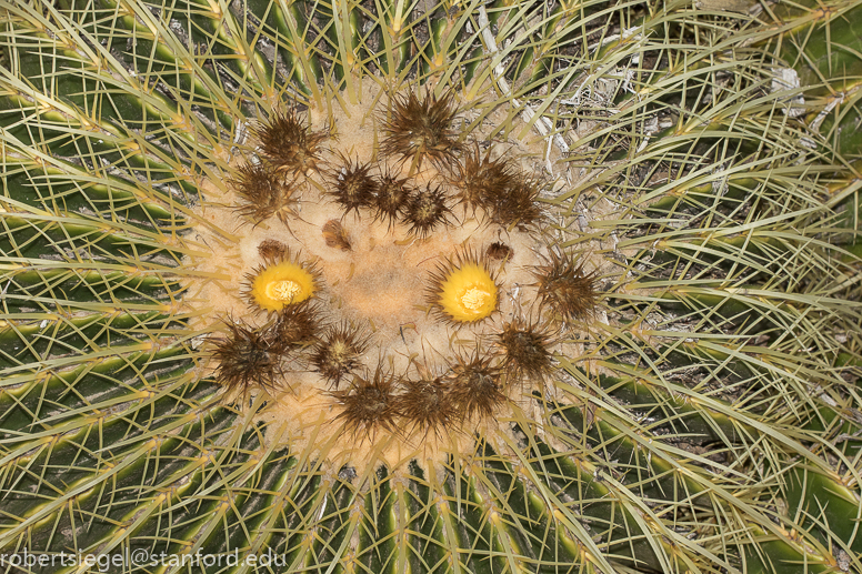 arizona garden